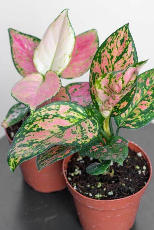 Aglaonema Indoor plants